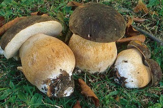 boletus onddoak