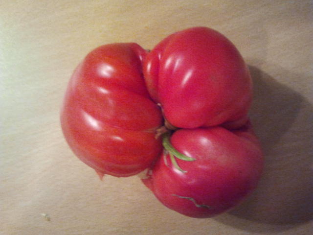 tomatea